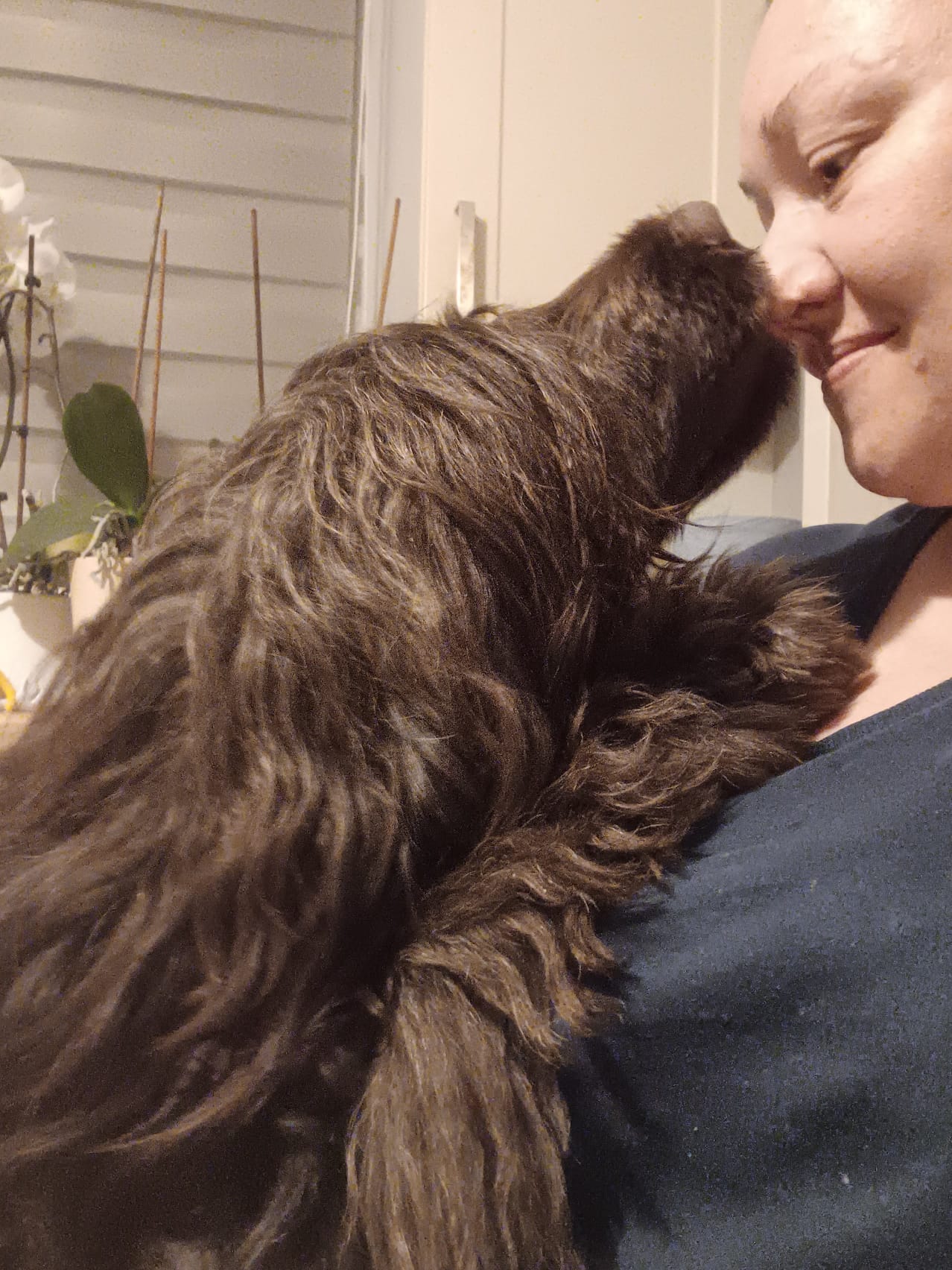 Portuguese water dog