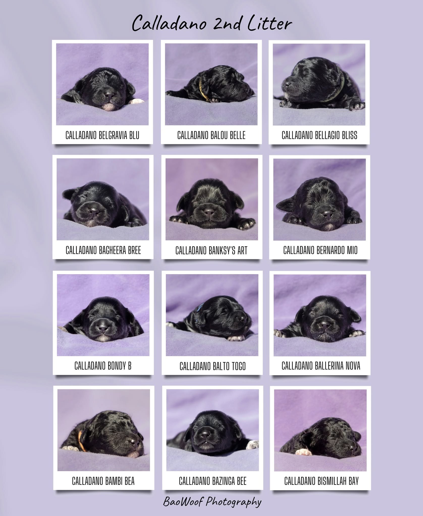 519946416 24527888996794998 2777775622212397224 n